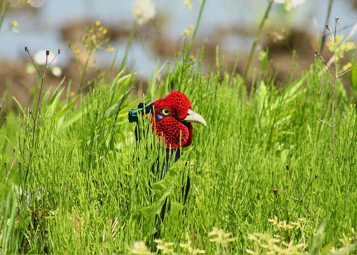 Grass Greeting Card featuring the photograph Japanese Green Pheasant by Damon Bay