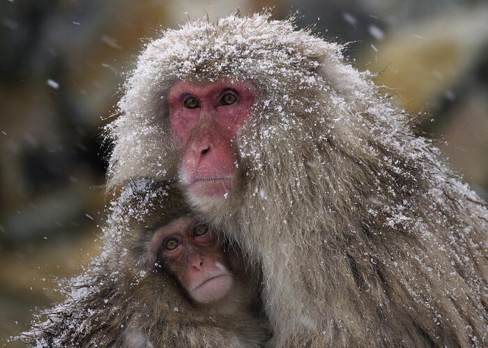 534262 Greeting Card featuring the photograph Japanese Macaque And Baby In Snow Japan by Hiroya Minakuchi