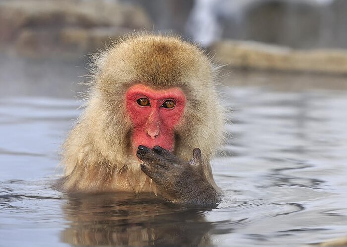 Thomas Marent Greeting Card featuring the photograph Japanese Macaque In Hot Spring by Thomas Marent