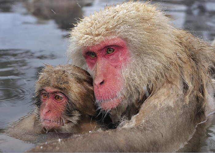 Thomas Marent Greeting Card featuring the photograph Japanese Macaque Mother And Young by Thomas Marent