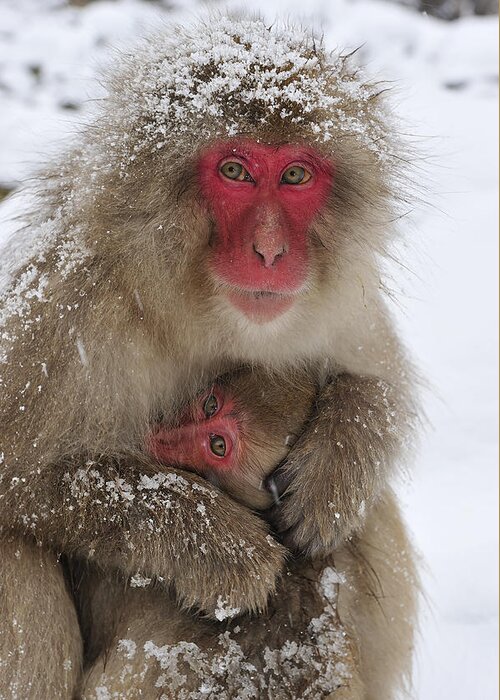 Thomas Marent Greeting Card featuring the photograph Japanese Macaque Warming Baby by Thomas Marent