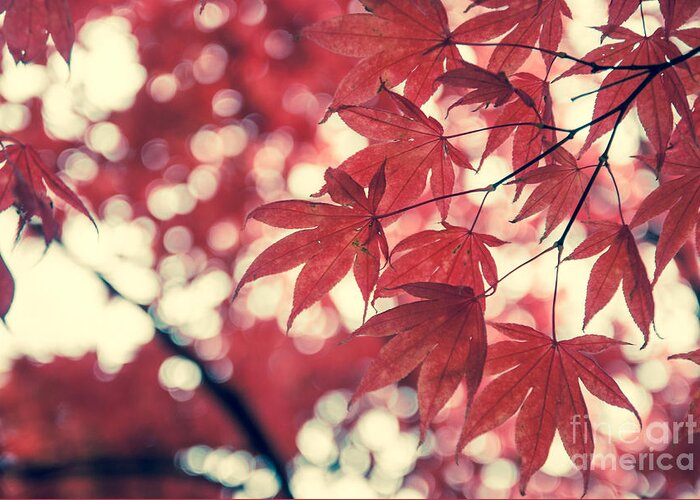 Autumn Greeting Card featuring the photograph Japanese Maple Leaves - Vintage by Hannes Cmarits