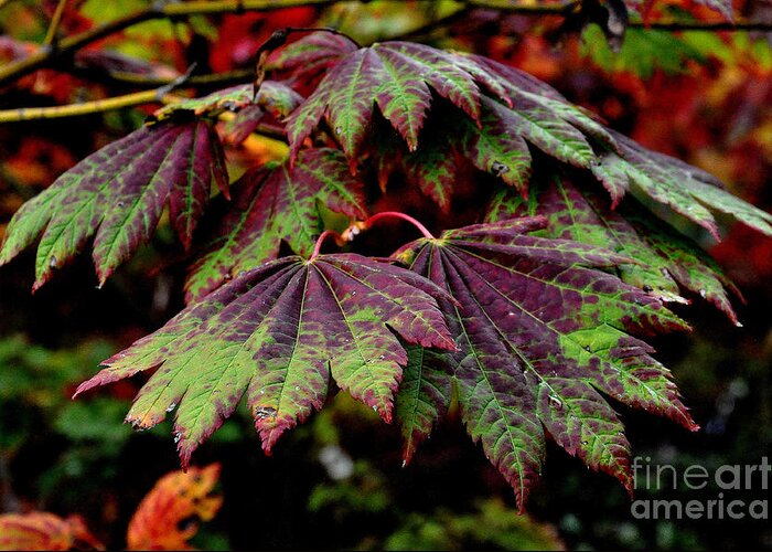 Tree Greeting Card featuring the photograph Japanese Maple Leaves 2 by Tatyana Searcy