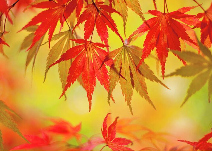 Outdoors Greeting Card featuring the photograph Japanese Maple Leaves by Jacky Parker Photography