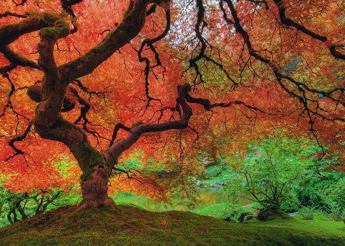 Portland Greeting Card featuring the photograph Japanese Maple Tree in Autumn by David Gn