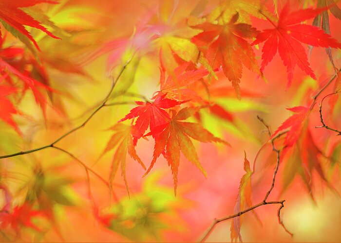 Tranquility Greeting Card featuring the photograph Japanese Maple Tree Leaves - Acer by Jacky Parker Photography