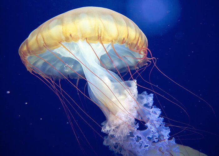 Japanese Sea Nettle Greeting Card featuring the photograph Japanese Sea Nettle Chrysaora Pacifica by Mary Lee Dereske