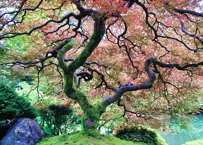 Japanese Maple Tree Greeting Card featuring the photograph Japanese Tree in Garden by Athena Mckinzie
