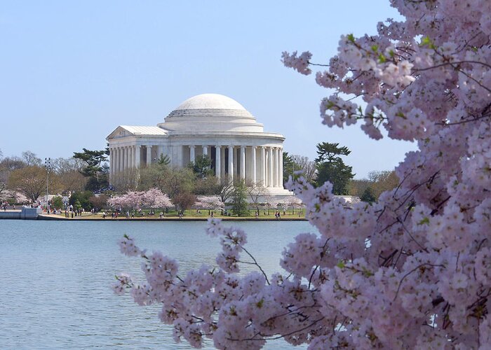 Landmarks Greeting Card featuring the photograph Jefferson Memorial - Cherry Blossoms by Mike McGlothlen