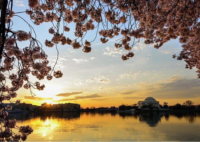 Tidal Basin Greeting Card featuring the photograph Jefferson Memorial Framed By Cherry by Ogphoto
