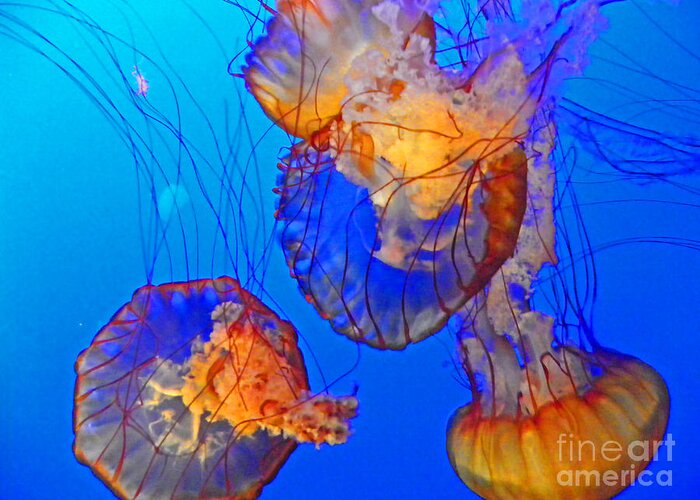 Jellyfish Greeting Card featuring the photograph Jellyfish III by Elizabeth Hoskinson