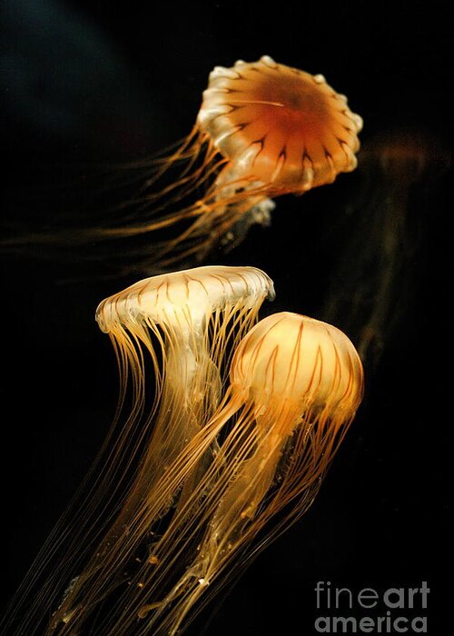 Coastal Greeting Card featuring the photograph Jellyfish Trio Floating Against a Black by Angela Rath