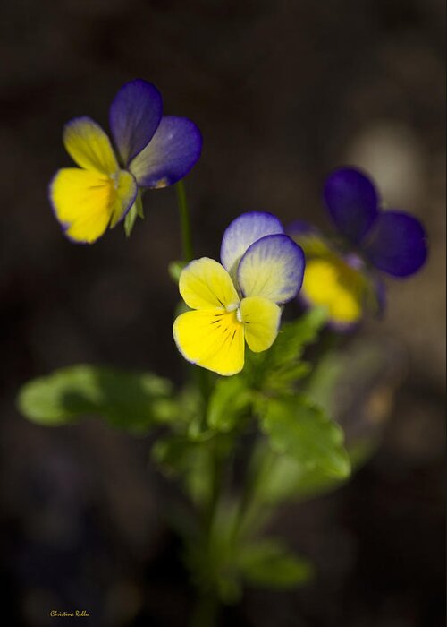 Flowers Greeting Card featuring the photograph Johnny Jump Up - Viola Tricolor Wildflowers by Christina Rollo