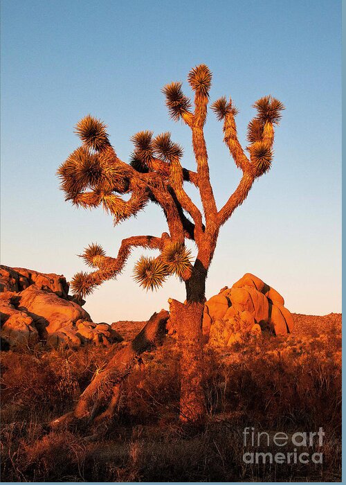 Joshua Tree At Sunset Greeting Card featuring the photograph Joshua Tree at Sunset by Mae Wertz