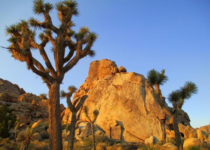 Joshua Tree Greeting Card featuring the photograph Joshua Tree Five by Randall Weidner