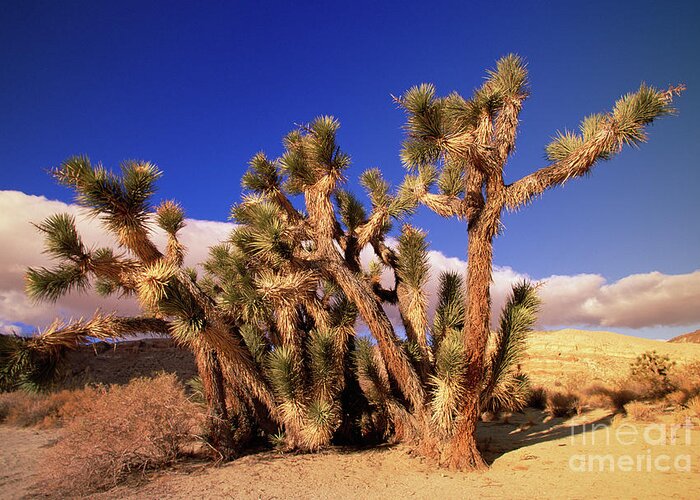 00340721 Greeting Card featuring the photograph Joshua Tree In Red Rock Canyon by Yva Momatiuk John Eastcott