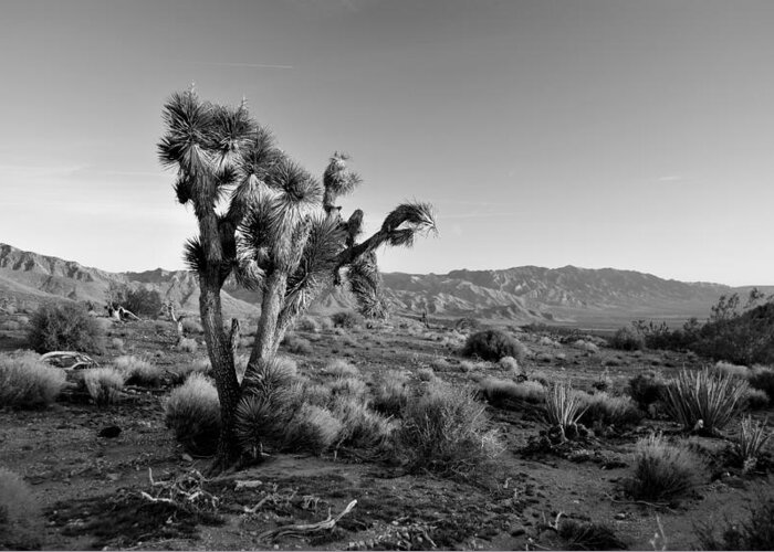Tree Greeting Card featuring the photograph Joshua Tree by Nathan Abbott
