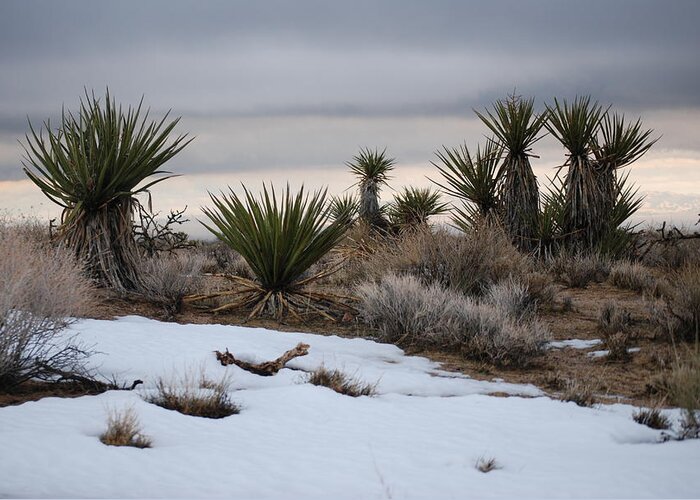 Joshua Trees Greeting Card featuring the photograph Joshua Trees and Snow by Pamela Schreckengost