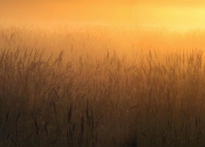 Sunrise Greeting Card featuring the photograph Joy in the morning by I'ina Van Lawick