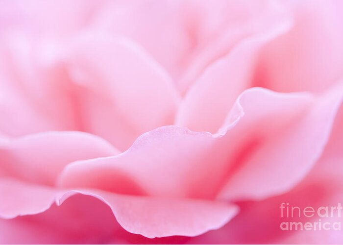 Rose Greeting Card featuring the photograph Joyful by Patty Colabuono