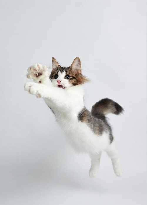 Shimonoseki Greeting Card featuring the photograph Jumping Kitten by Ryuichi Miyazaki
