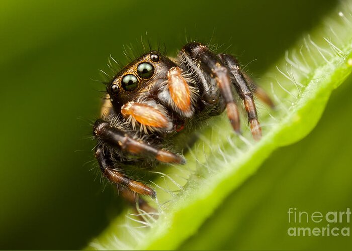 Clarence Holmes Greeting Card featuring the photograph Jumping Spider Phidippus clarus I by Clarence Holmes