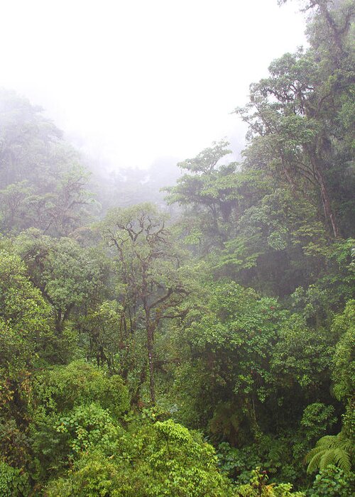 Jungle Greeting Card featuring the photograph Jungle Mist by James Knight