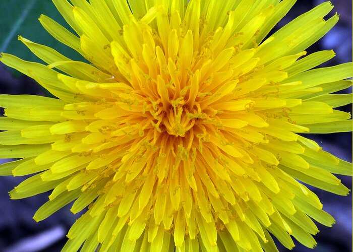 Dandelion Greeting Card featuring the photograph Just a Dandelion by David T Wilkinson