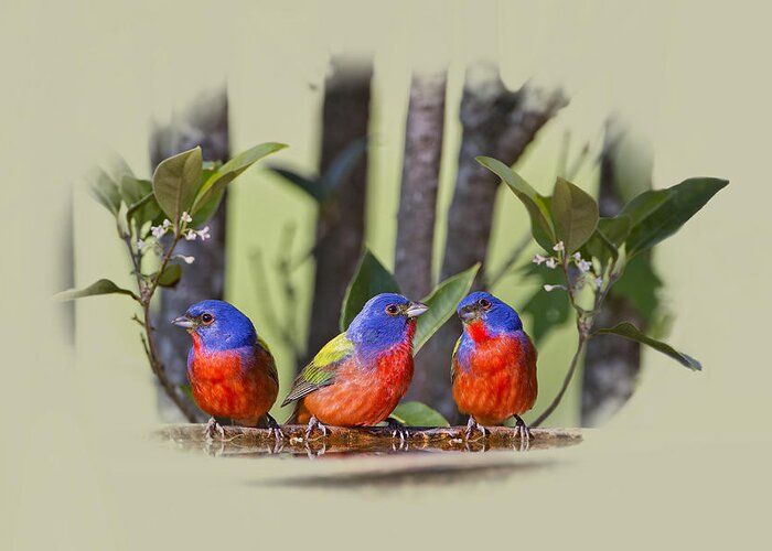 Painted Buntings Greeting Card featuring the photograph Just Hanging Around by Bonnie Barry