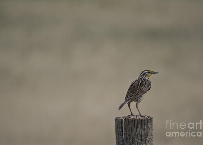 Meadowlark Greeting Card featuring the photograph Western Meadowlark On A Fence Post by Steve Triplett