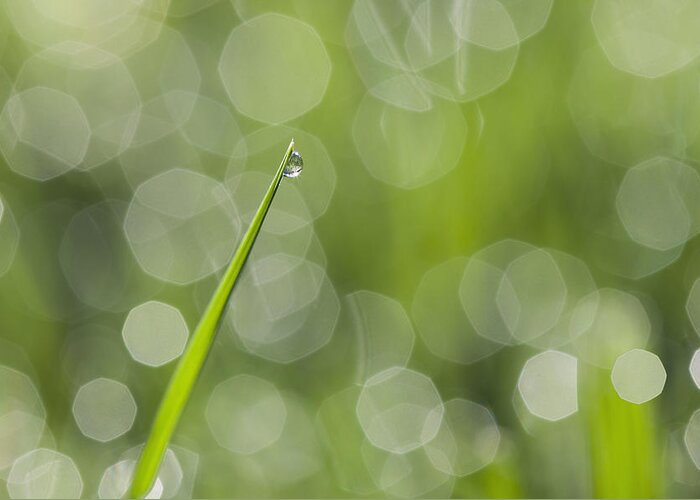 Grass Greeting Card featuring the photograph Just One Drop by Denise Bush