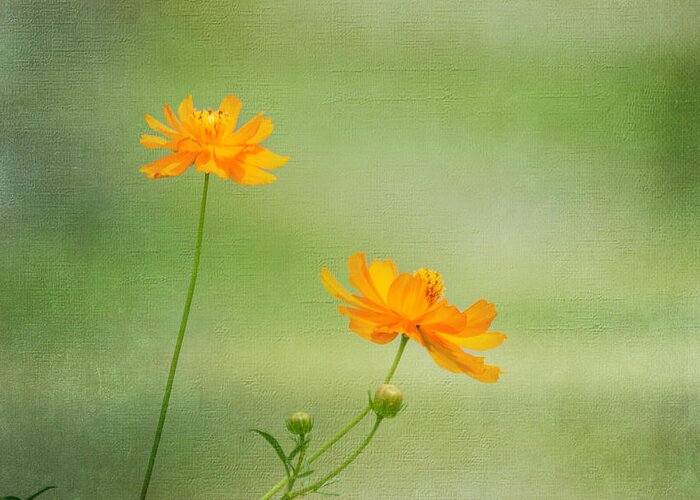 Flower Greeting Card featuring the photograph Just Two by Kim Hojnacki