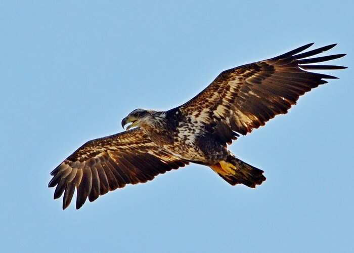 Juvenile Greeting Card featuring the photograph Juvenile Bald Eagle In Flight Close Up by Jeff at JSJ Photography