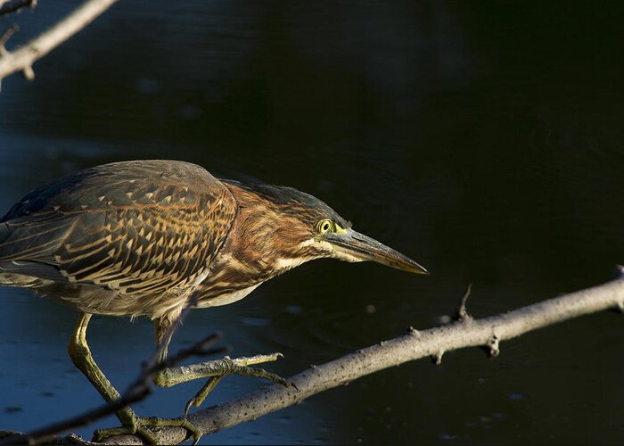Chicago Greeting Card featuring the photograph Juvenile Green Heron by Larry Bohlin