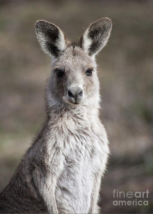 Australia Greeting Card featuring the photograph Kangaroo by Steven Ralser