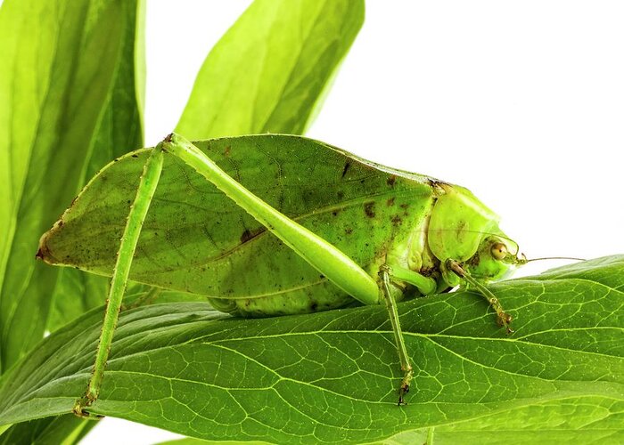 Indoors Greeting Card featuring the photograph Katydid by Science Photo Library