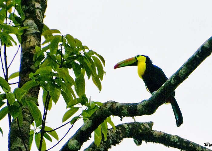 Keel-billed Toucan Greeting Card featuring the photograph Keel billed Toucan - Ramphastos sulfuratus by Christopher Byrd