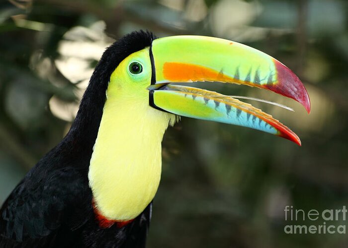 Toucan Greeting Card featuring the photograph Keel billed toucan by James Brunker