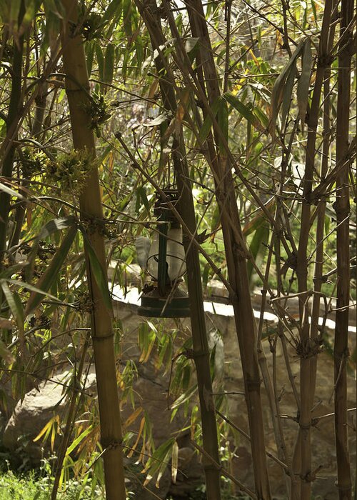 Bamboo Greeting Card featuring the photograph Kerosene lamp amidst bamboo plants by Ashish Agarwal