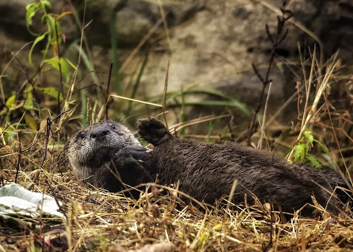 Otter Greeting Card featuring the photograph Kickin' Back by Michael Dougherty