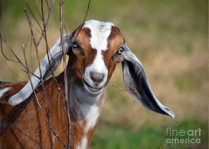 Baby Greeting Card featuring the photograph Kid Goat by Savannah Gibbs