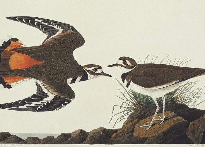 Illustration Greeting Card featuring the photograph Killdeer by Natural History Museum, London/science Photo Library