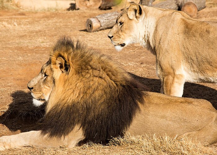 Lion Greeting Card featuring the photograph King and Queen by John Ferrante