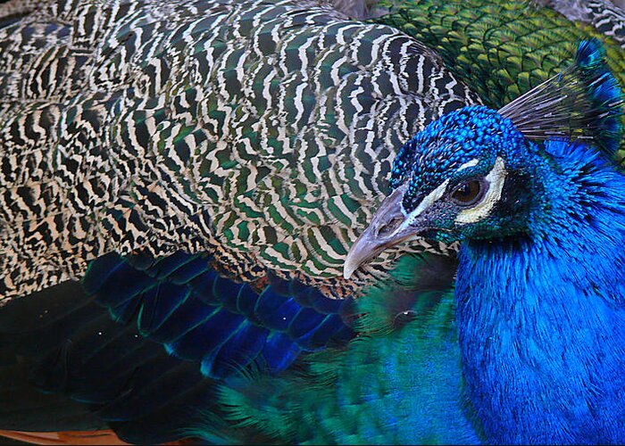 Peacock Greeting Card featuring the photograph King of Colors by Evelyn Tambour