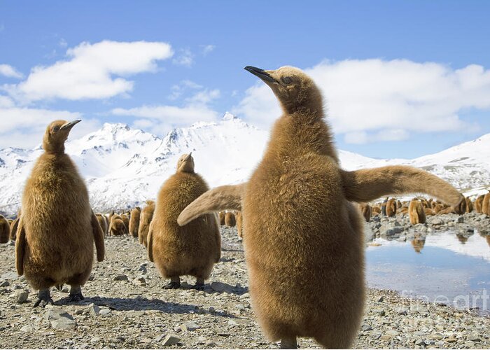 00345959 Greeting Card featuring the photograph King Penguin Chicks by Yva Momatiuk and John Eastcott