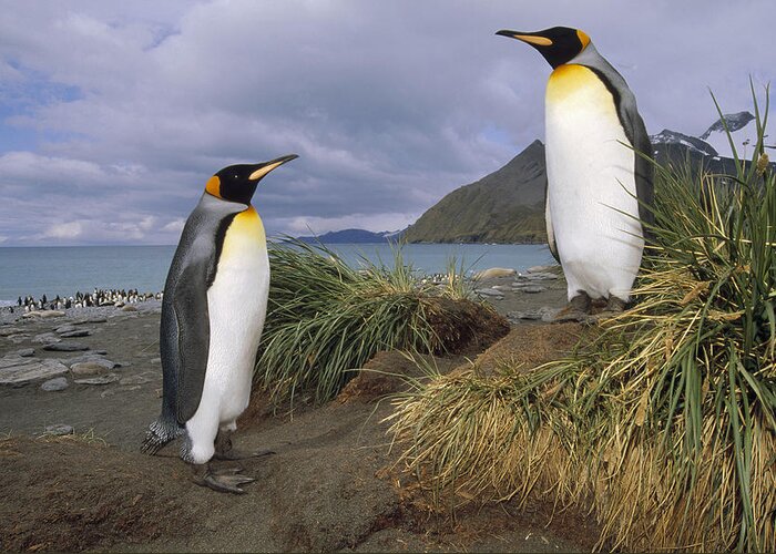 Feb0514 Greeting Card featuring the photograph King Penguins In Tussock Grass Gold by Tui De Roy