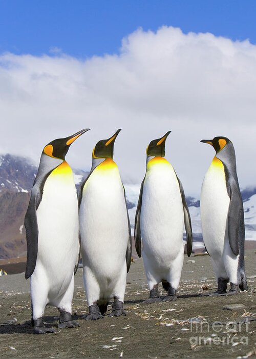 00345340 Greeting Card featuring the photograph King Penguins St Andrews Bay by Yva Momatiuk John Eastcott