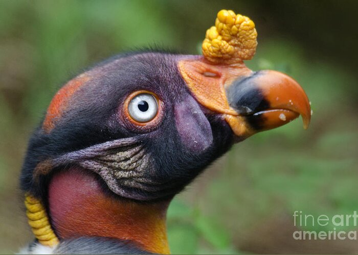 Nature Greeting Card featuring the photograph King Vulture by Mark Newman
