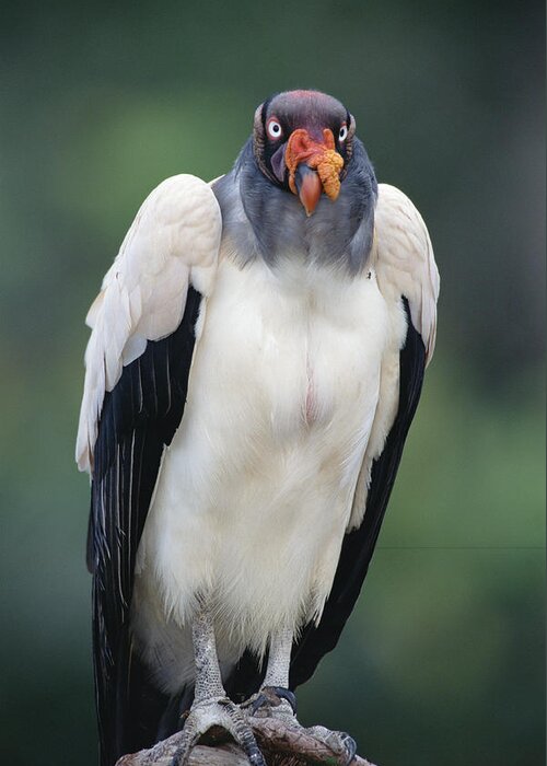 Feb0514 Greeting Card featuring the photograph King Vulture Portraittambopata River by Tui De Roy