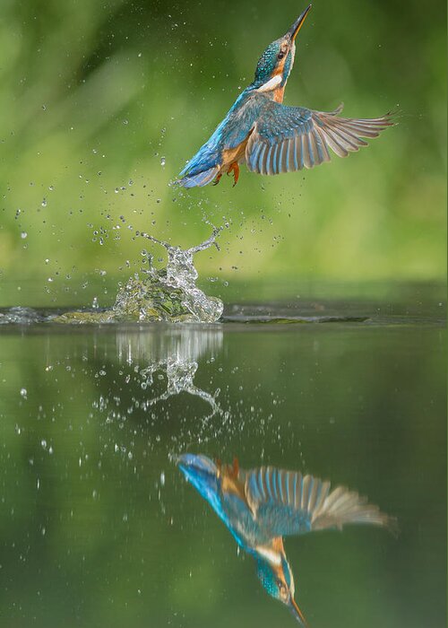 Kingfisher Greeting Card featuring the photograph Kingfisher by Andy Astbury